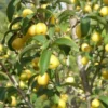 Yellow Fruited Cornus Mas