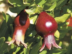 Sochi Dwarf Pomegranate